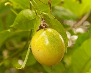 maracuja plant