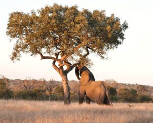 marula tree