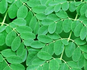 moringa plant