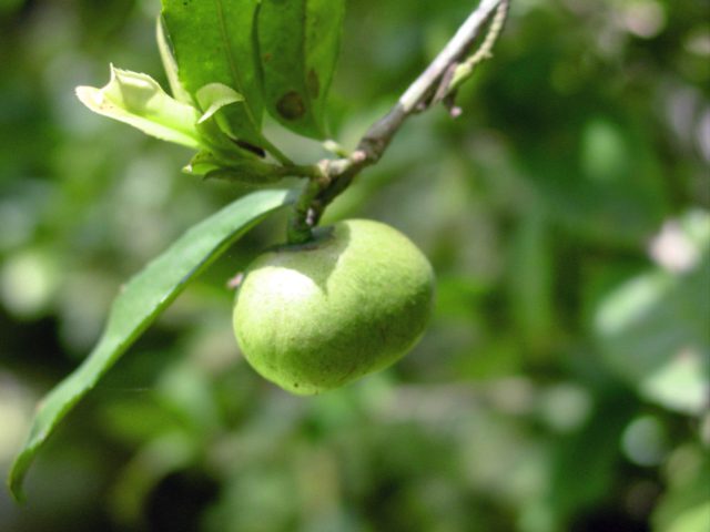 camellia seed plant